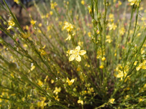 Image of Linum neomexicanum by (c) Sue Carnahan, some rights reserved (CC BY)