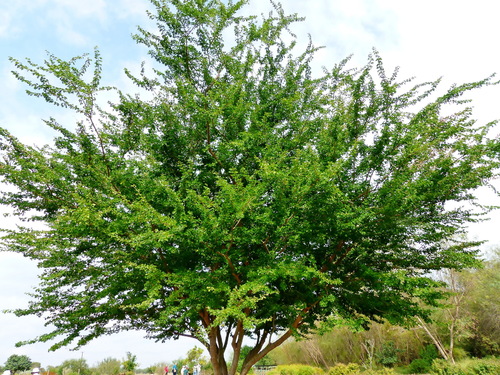 Pithecellobium dulce