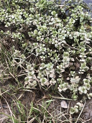 Sedum ternatum