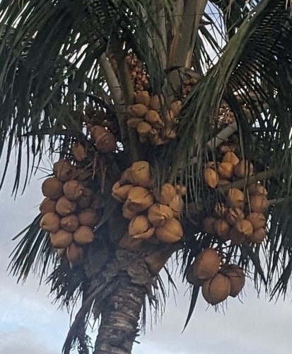 Cocos nucifera