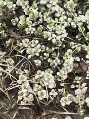 Sedum ternatum