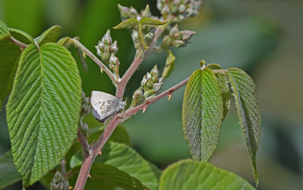 Rhamma arria