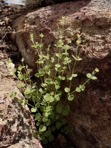 Image of Drymaria glandulosa by (c) Sue Carnahan, some rights reserved (CC BY)