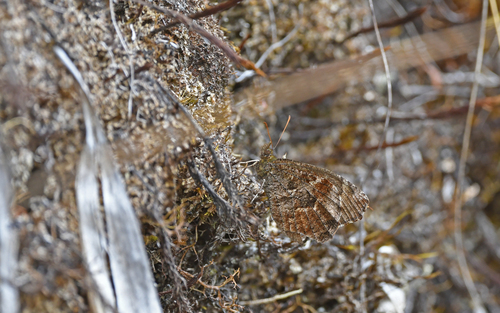 Panyapedaliodes mara