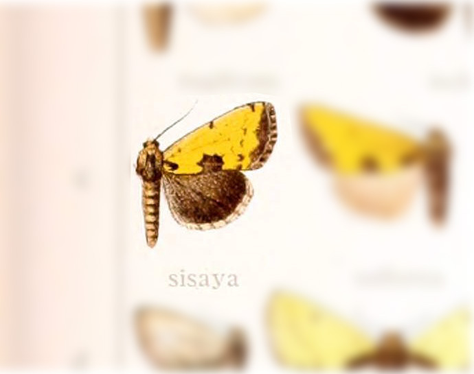 Stiria sisaya