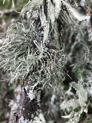 Ramalina celastri