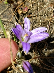 Brodiaea terrestris terrestris