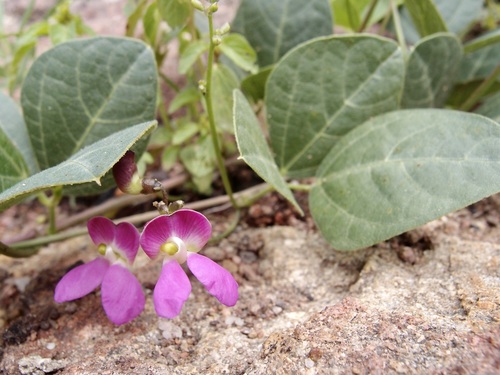 Spotted bean (Phaseolus maculatus)