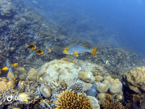 Oriental Sweetlips — seen at this dive site