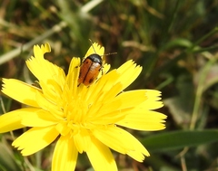 Cryptocephalus rugicollis