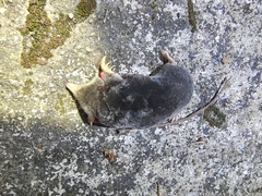 La Touche's Mole photo 1