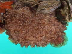 Ascidian photo 2