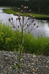 Erigeron acris kamtschaticus