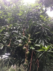 Mangifera indica