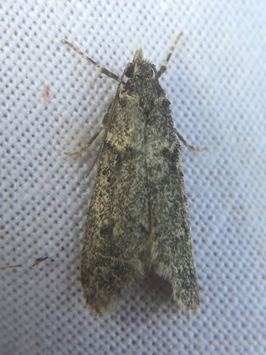 Photo of March Tubic (Diurnea fagella)