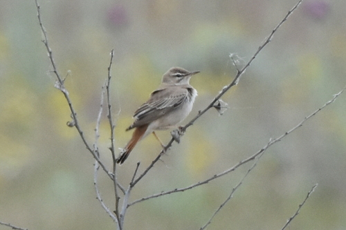 Rufous-tailed Scrub Robin (Cercotrichas galactotes), photo 5