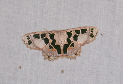 Scopula divisaria
