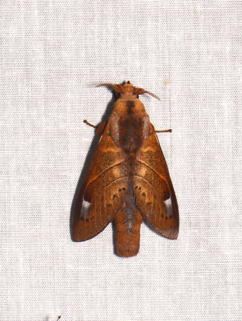 Paralebeda