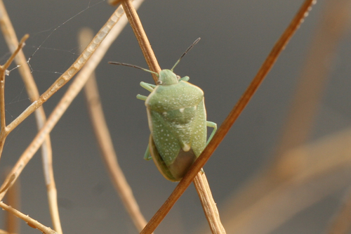 Uhler's Stink Bug photo 4