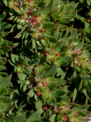 Paronychia franciscana