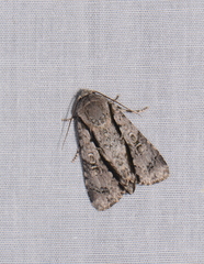 Craniophora malesiae