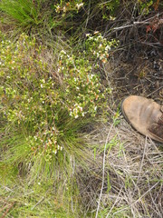 Erica capensis