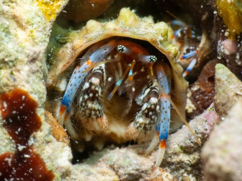 Clibanarius tricolor (Gibbes, 1850)