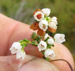 Erica capensis