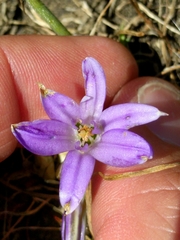 Brodiaea terrestris terrestris