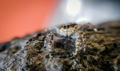 Menemerus bivittatus
