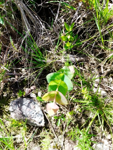 Hypericum connatum (Hypericum connatum)
