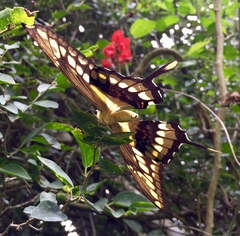 Heraclides thoas brasiliensis