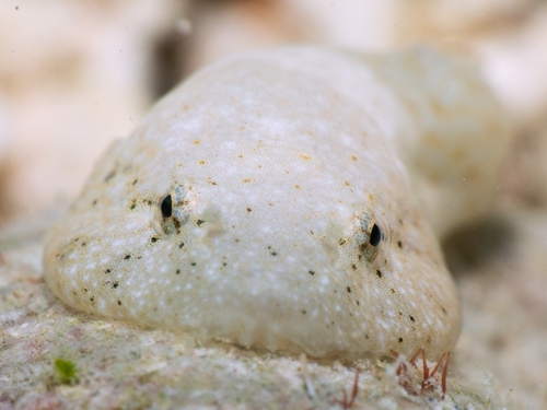 Stippled clingfish (Gobiesox punctulatus) — Gobiesocidae — 4