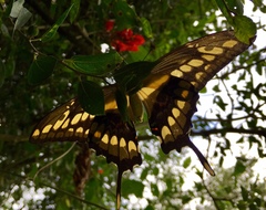 Heraclides thoas brasiliensis
