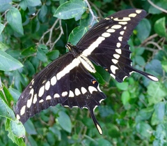 Heraclides thoas brasiliensis