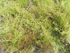 Cliffortia ferruginea