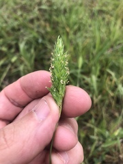 Phalaris caroliniana