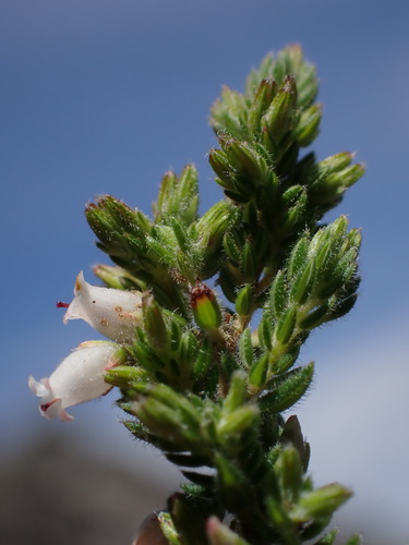 Erica blaerioides