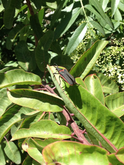 Desmocerus californicus