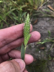 Phalaris caroliniana