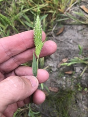 Phalaris caroliniana