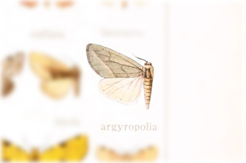 Plagiomimicus AZ