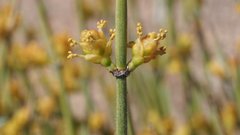 Ephedra aspera