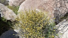 Ephedra aspera