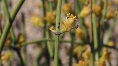 Ephedra aspera