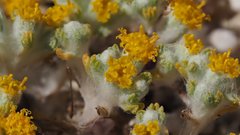 Eriophyllum pringlei