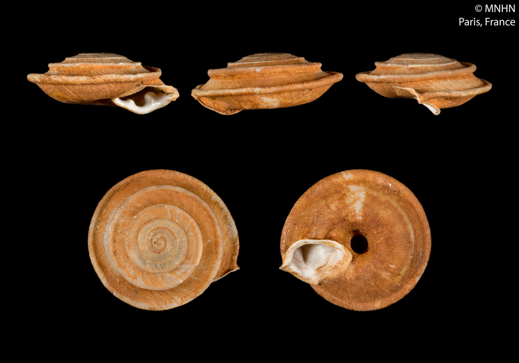 Gittenbergeria turriplana