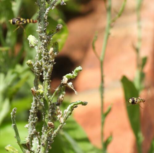 Epauletted Hover Fly photo 5