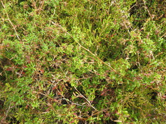 Cliffortia ferruginea