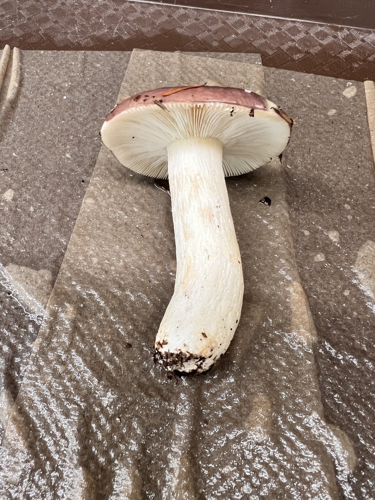 The Flirt from Oregon State University, Corvallis, OR, US on December 1